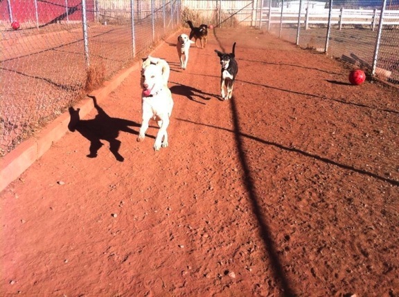 Photo of Toureen's pet daycare and boarding staff members.